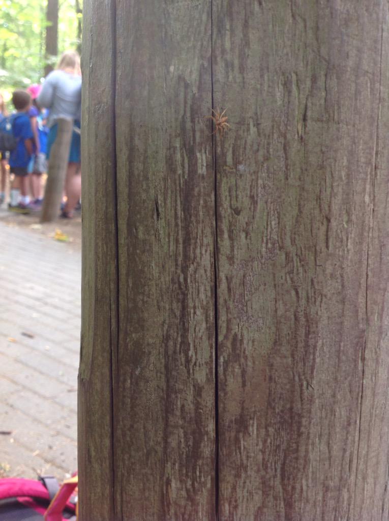 TryonNatureCamp's tweet photo. Found some awesome creatures on a post by our bathroom break spot! Featuring a spider and a caterpillar!
#FoTCNebula http://t.co/poXXpDZL94