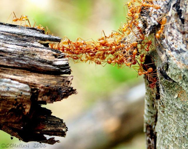 rkogeyama's tweet image. Ants&apos; bridge #complexadaptivesystems