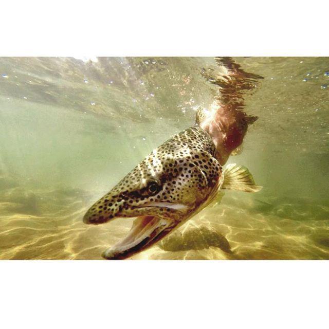 sageflyfish's tweet photo. Mean mug on a #Yellowstone brown. 📷 @toddpeter #sageflyfish http://t.co/NsMlMI0HPv http://t.co/O5JjqFcKEU