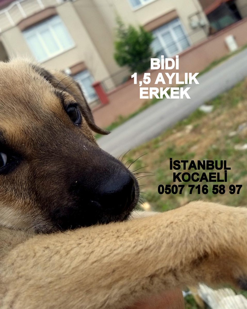 BİDİ / İSTANBUL-KOCAELİ YUVA ARIYOR @dundaragirseven @HayvanSahiplen <a href="/evsiz_hayvanlar/">yuvaarayanhayvanlar</a> <a href="/lsdomicim/">Leman Sam</a> <a href="/YoncaEvcimik/">Yonca Evcimik</a>