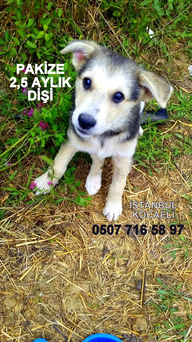 MÜNİŞ VE PAKİZE/ YUVA ARIYOR İST.-KOCAELİ @dundaragirseven @HayvanSahiplen <a href="/YoncaEvcimik/">Yonca Evcimik</a> <a href="/lsdomicim/">Leman Sam</a>