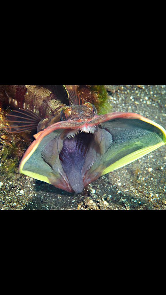 agius_joseph's tweet photo. Look it up. Real fish.  "Sarcastic fringehead" http://t.co/SkwSHFG70S