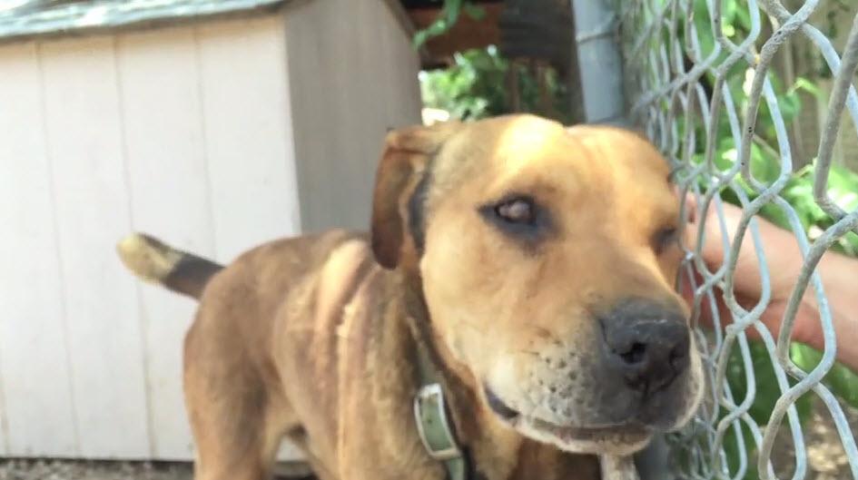 PuppiesToday's tweet photo. New life for Rusty after living chained up for 10 years https://t.co/NH1aKihk3k ?wqB https://t.co/NGCBnjgIaA