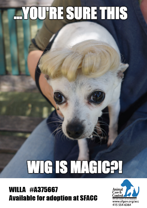 SFACC's tweet photo. #cleartheshelters Willa (A375667) hopes her magic someone takes her home this Saturday @RescueRow @nbcbayarea http://t.co/HbfaAjuFPn