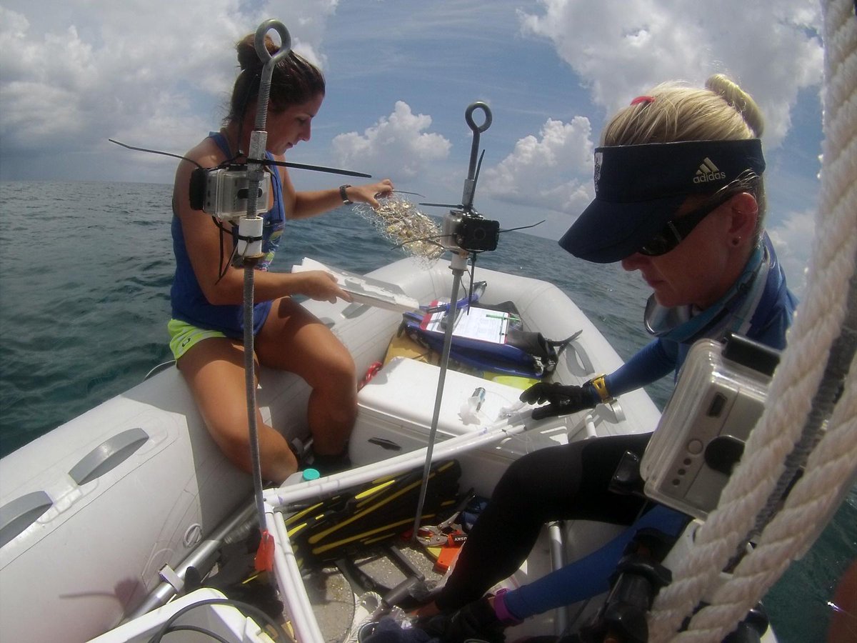 SailorsforSea's tweet photo. This is what happens when you combine @SunsailUSA & the @globalfinprint project! #sharks #floatinglab #sunsail http://t.co/88hC9ezJ0w