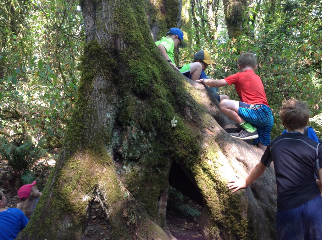 TryonNatureCamp's tweet photo. The #natureninjas had snack on this cool tree we found on the cedar trail. #FoTCPHI http://t.co/UkOi6rw4uS