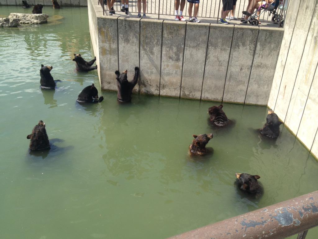 BudweiserJets's tweet image. Tragically, this family is going to be shoved into the bear pit.