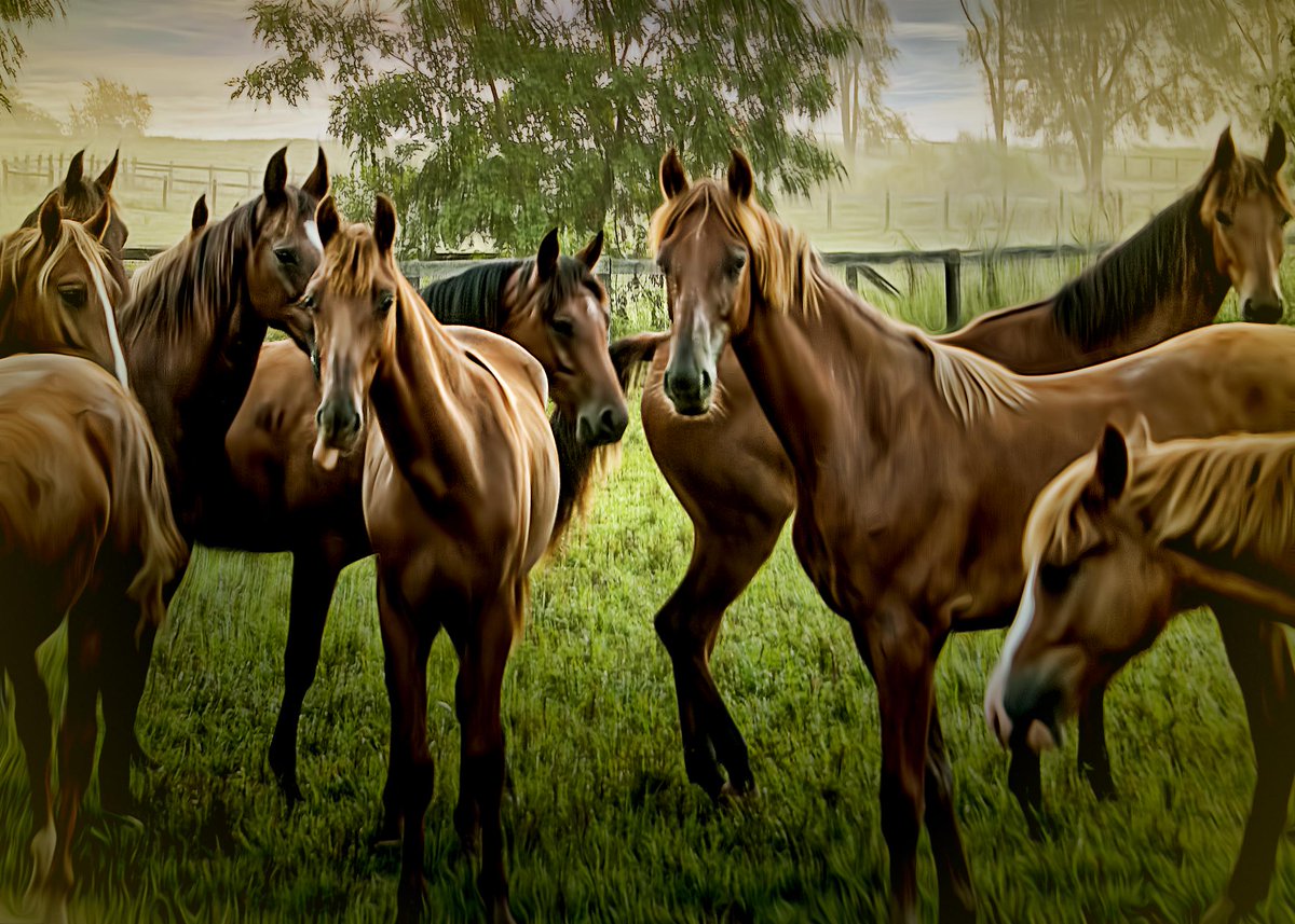 A few horses @ Kalarama near Springfield, KY. #KY #Kentucky #horse