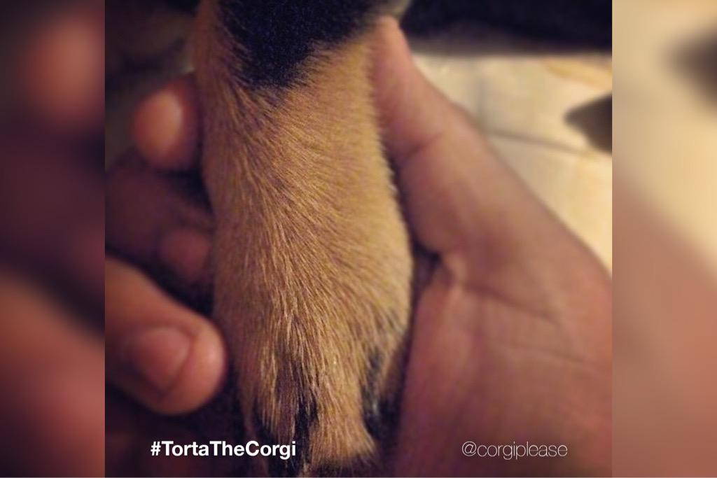 CorgiPlease's tweet image. #ThrowbackThursday &amp;amp; #HeartyHandshakes #💩 #Corgi #ウェルシュ#コーギー #ウェルシュコーギー #TbT #Hearty #Handshake #paws #PuppyLove