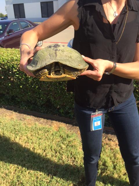 livepureglobal's tweet photo. \We found a turtle &amp; named him #ThankfulThursday in your honor - we thank you &amp; appreciate your hard work every day. http://t.co/H7FKM9jWyE