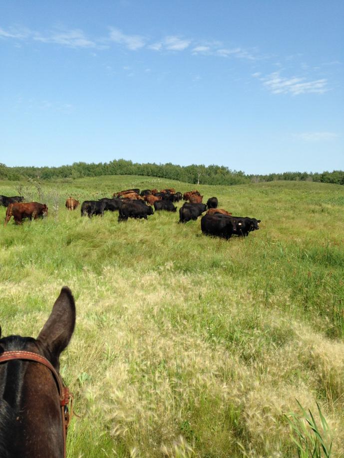 2016 sale Bulls on new grass got a great start #simmental#ranch life