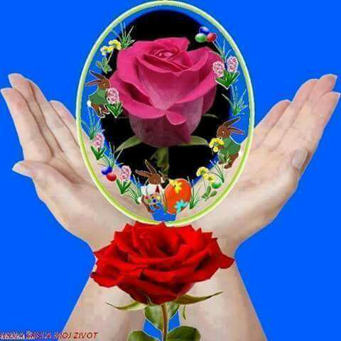 aliww604's tweet photo. هاذي الورده الي كولمن يتابعوني واني اشكر ع متابعتكم هوايه هوايه http://t.co/p85MBUmcyG