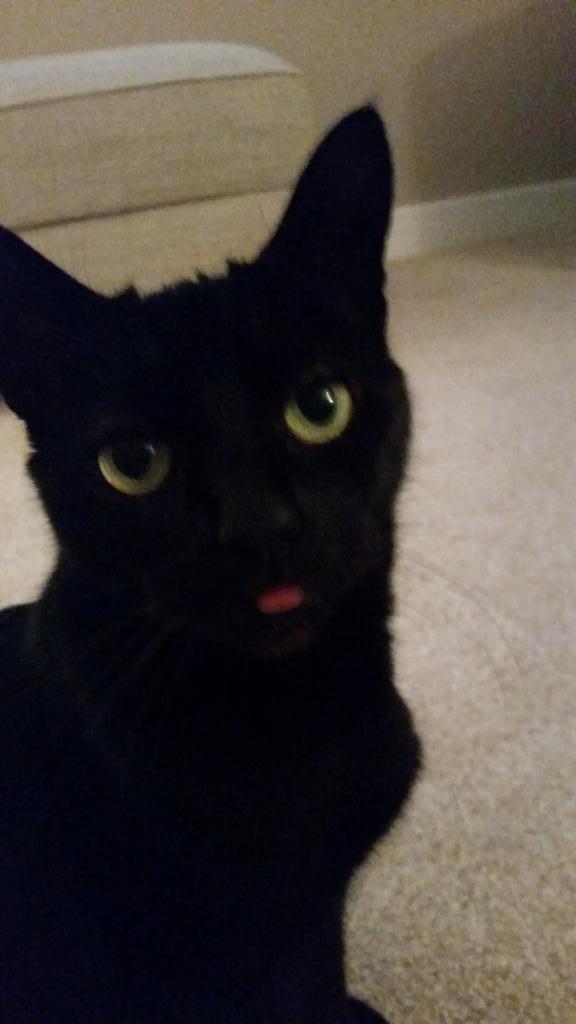blondee0403's tweet photo. @AldiUK stupid cat! #PawsomePics http://t.co/qjb8dMamPu
