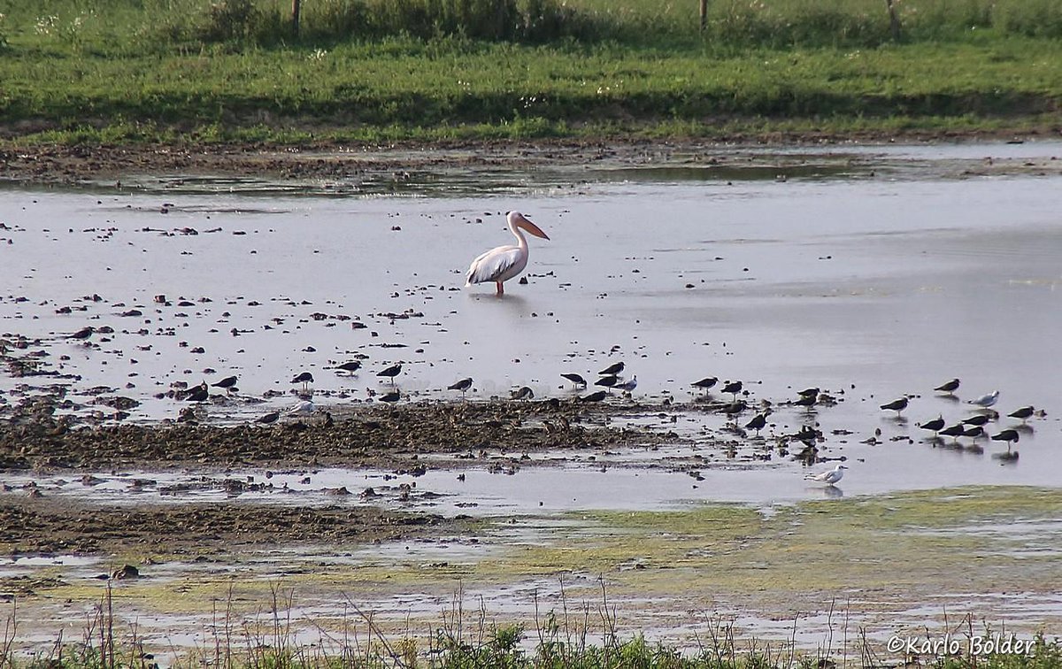 Pelikaan gespot in de uiterwaarden in #Westervoort 
westervoortplaza.nl/2015/08/13/pel…