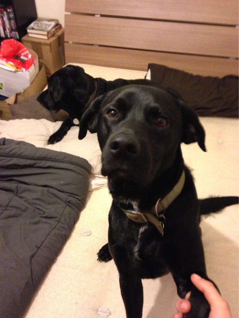 Even the pooch is #lefthanded #HappyLeftHandersDay