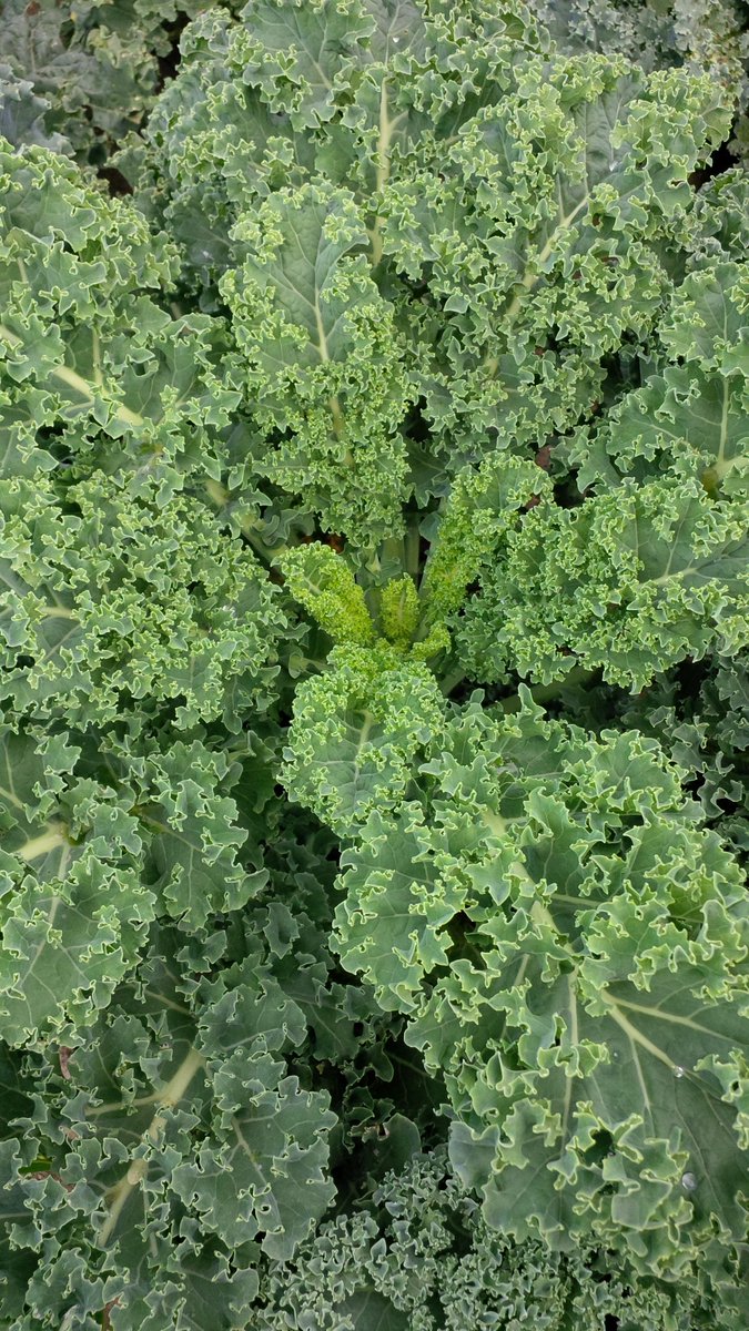 pfenningsfarm's tweet image. Mmmmm!! Yummy #kale! What a great day to be a farmer! #fromthefield #loveONTfood