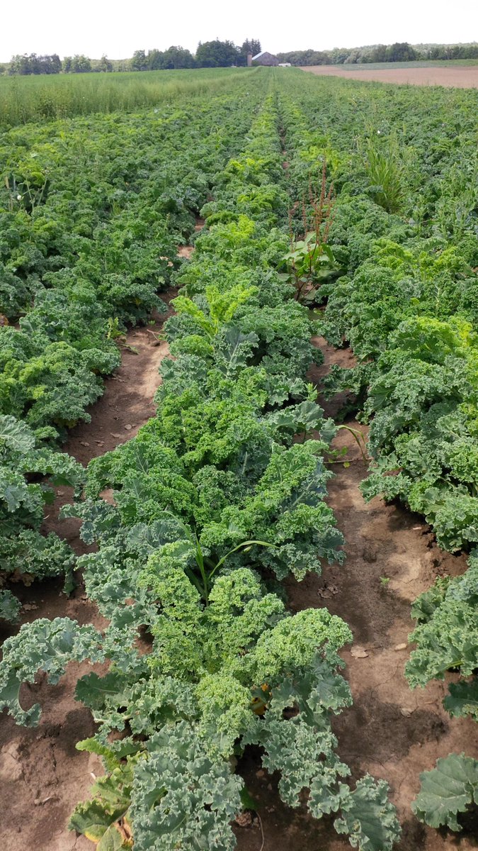 pfenningsfarm's tweet image. Mmmmm!! Yummy #kale! What a great day to be a farmer! #fromthefield #loveONTfood