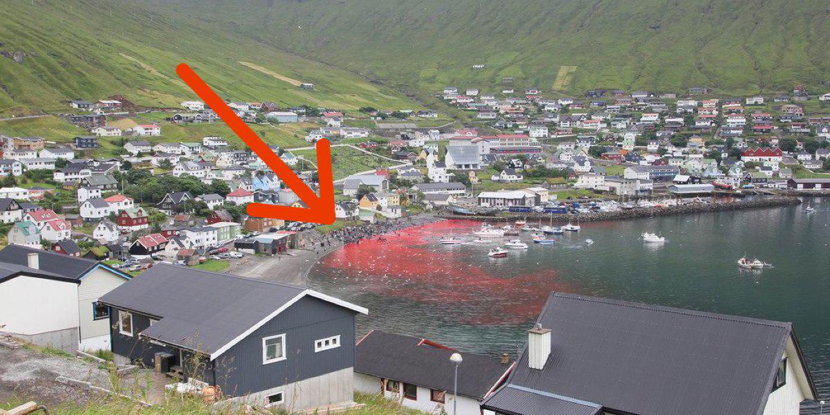 HeftyCo's tweet image. They simply tore her baby out of her body. It’s almost impossible to look at these photos. hefty.co/whale-slaughte…