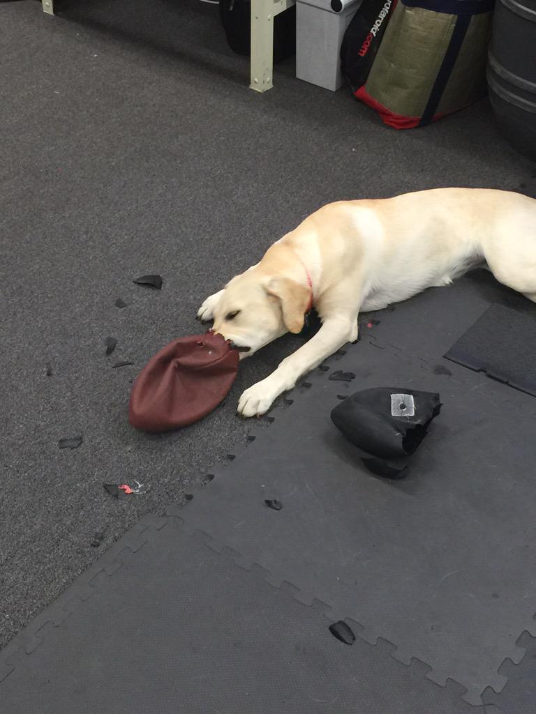 donvincent's tweet photo. Found &amp; lost a ball all w/in about 10 min. You're lucky I love u @FrannyVincent #puppy @michelle_forst #football #nfl http://t.co/NThycaZPtP