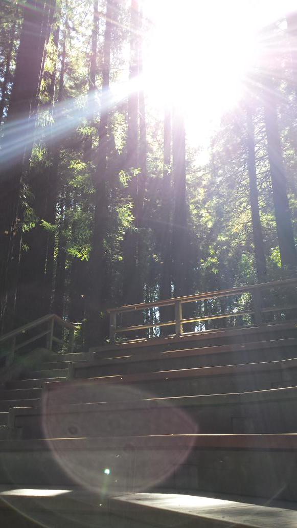 Soon these seats will be full for another spectacular show at the UC Botanical Garden! #redwoodgrove #berkeley