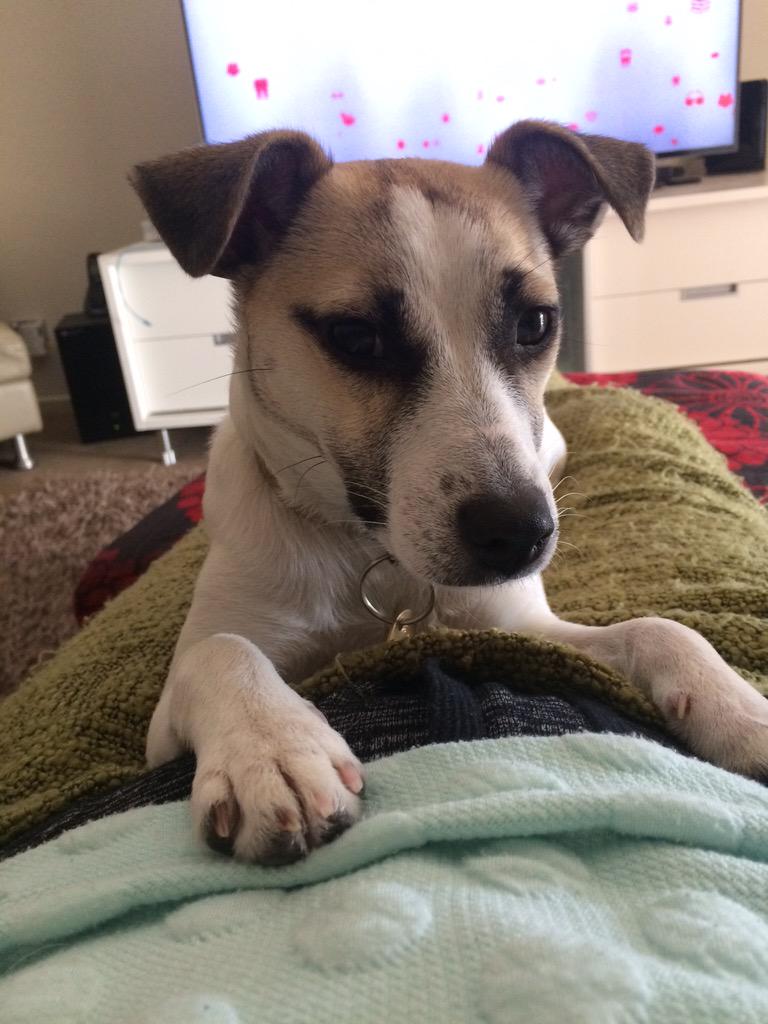 DontBoreUs's tweet photo. Guys look at my dog she is so pretty she was born with natural winged eyeliner I'm so done -E http://t.co/J47umegVyA
