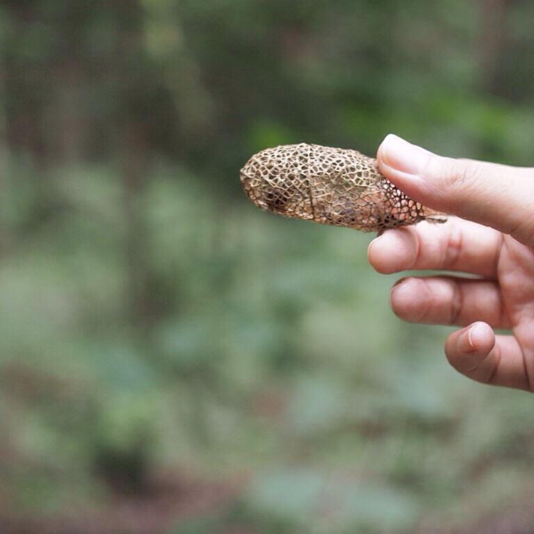 yukinobuko's tweet photo. クスサンの繭。きれい。
#フォレストコーミング
#forestcombing http://t.co/H3cmruPWp8