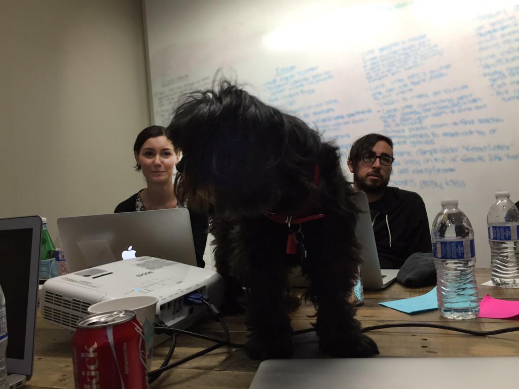 RoomsyDog's tweet photo. Meeting? I thought you guys said eating! #startuplife #officelife #startup #dogsoftwitter #dogs #cute http://t.co/CpRMw1Kgl4