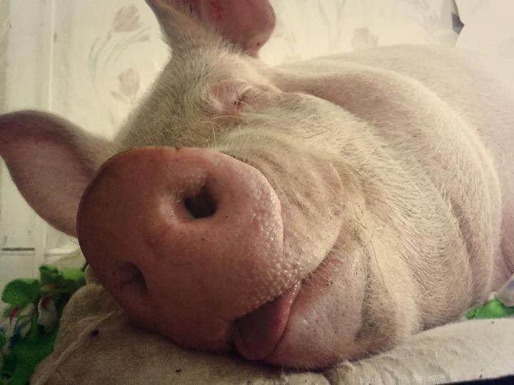EstherThePig's tweet image. Sweet dreams my friends.