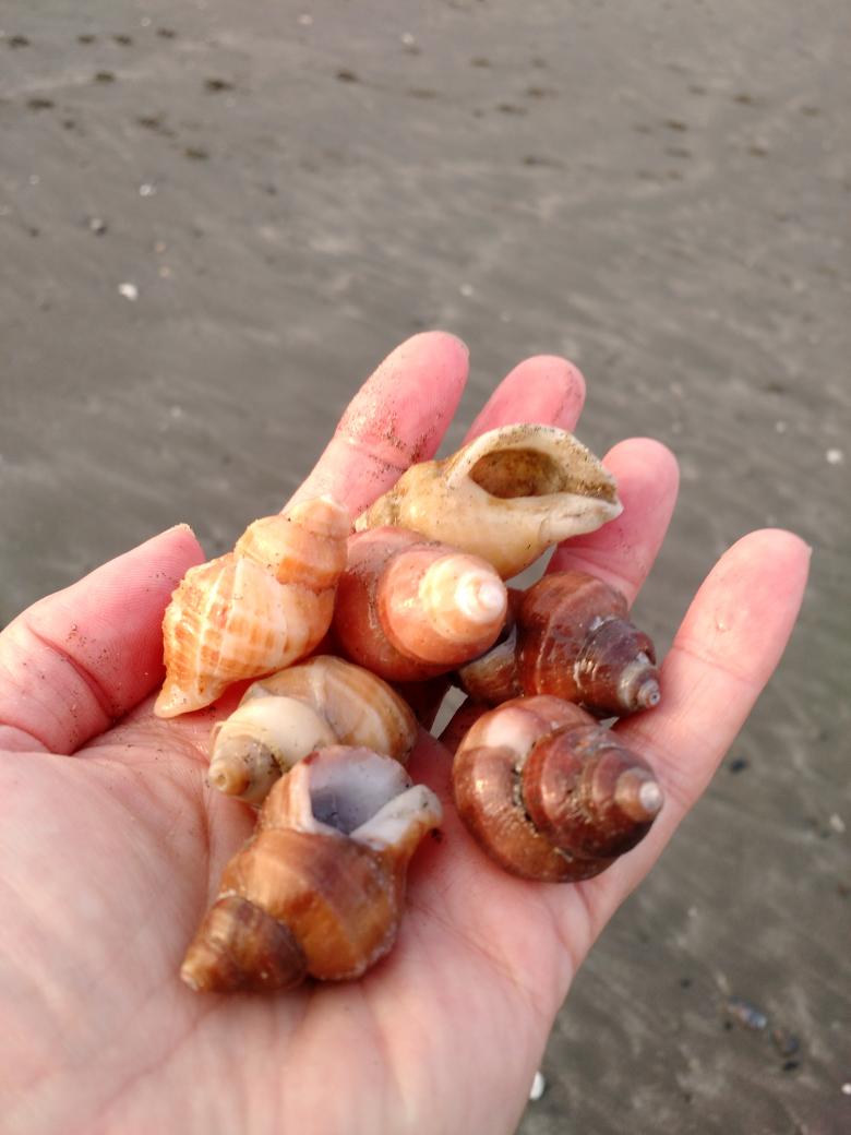Shell time at Point St.Goerge!