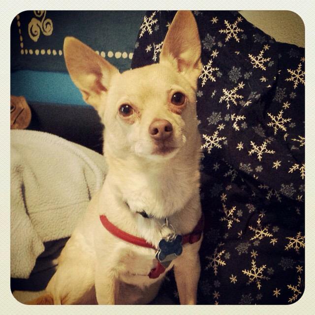 Glad to introduce my buddy CHICO ON #FromWagstoRiches tonight. <a href="/discoveryfamily/">Discovery Family</a> <a href="/DiscFamilyDay/">Discovery Family</a> #rescuedog