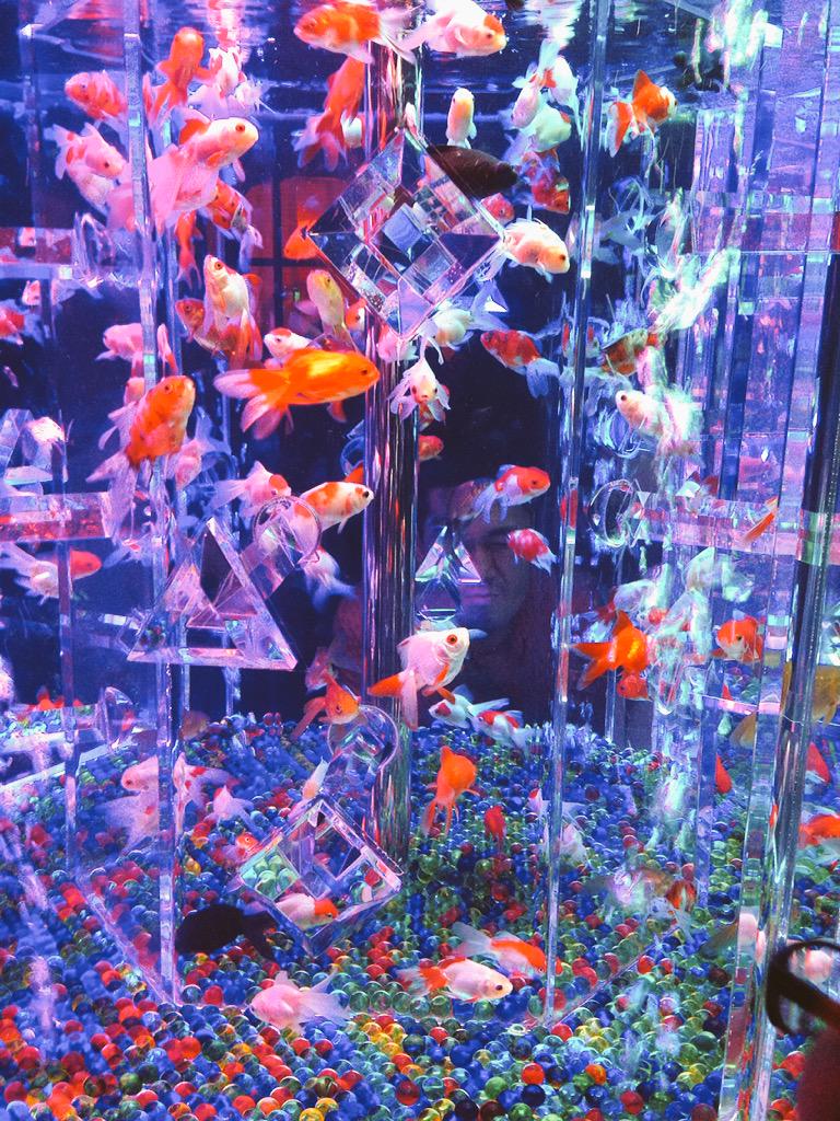 小野原誠 日本橋でやってるアートアクアリウム金魚展を見てきた そこまで期待しないで観に行ったら見たことない種類の金魚が沢山幻想的に展示されて美しかった 昔の人の色彩感覚とか凄いね フナの突然変異を品種改良しまくったって初めて知った