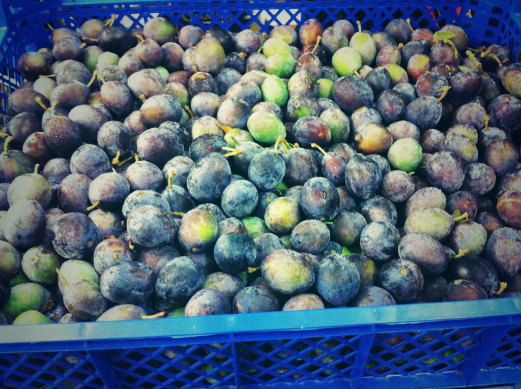 HGWalker1's tweet image. We've had first of the Kentish Damsons this week. More English plum, discovery apples and new crop bramleys too...