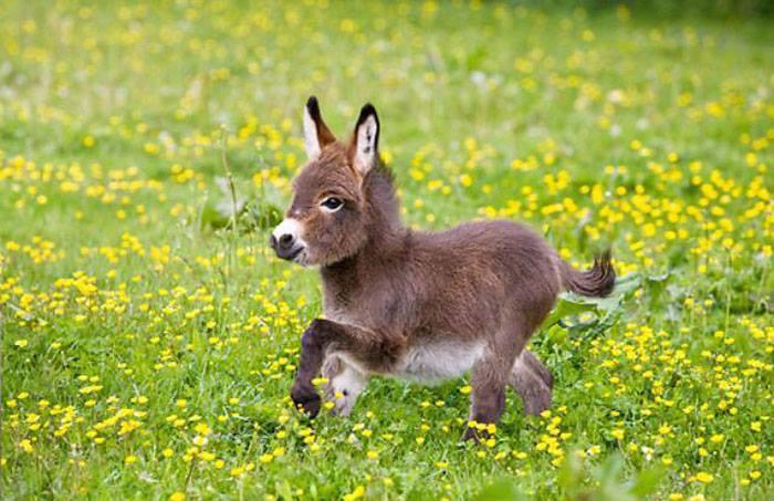 HelpSheffield's tweet image. For those of you not enjoying your Friday here's a miniature donkey.