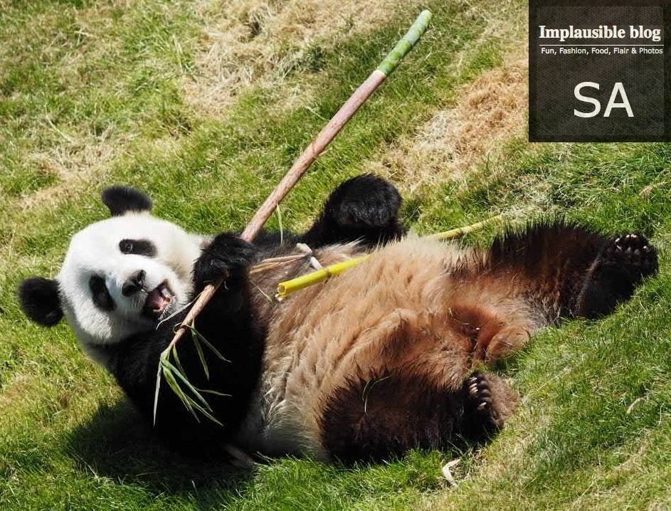 IbShuggy's tweet photo. @PressTeamWBT @WhyBelgium  sharing our Panda Bears video > https://t.co/5vSUnqGhIM … @implausibleblog #Go2014 http://t.co/6Cv6GHx7QP