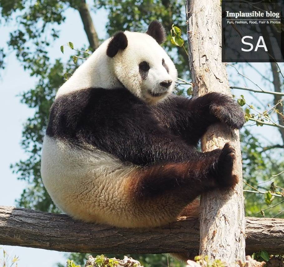 IbShuggy's tweet photo. @PressTeamWBT @WhyBelgium  sharing our Panda Bears video > https://t.co/5vSUnqGhIM … @implausibleblog #Go2014 http://t.co/1LqRlJHuiq