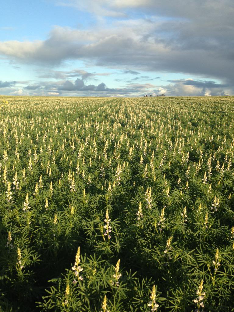 PJScoff's tweet image. Mandelup lupins sown 1/5/15 with #rootboot starting to kick some goals #seeding2015
