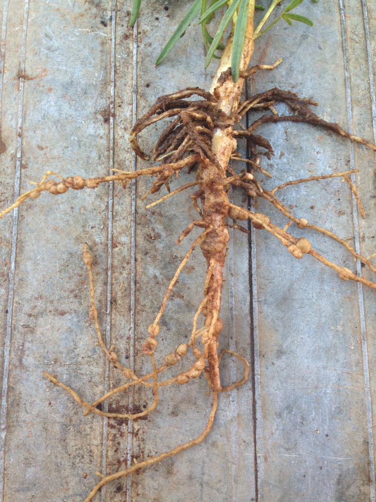 PJScoff's tweet image. Mandelup lupins sown 1/5/15 with #rootboot starting to kick some goals #seeding2015