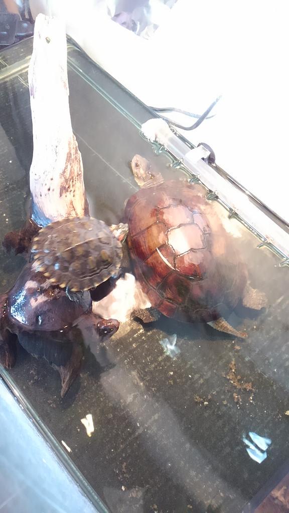たすかふぇ ゆたか動物病院 君はなに亀 ミシシッピアカミミカメではないことはわかるが Http T Co Mwvyvto7c8 Twitter