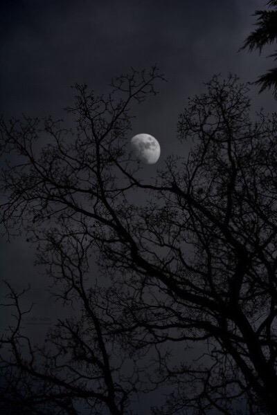 cosmical's tweet photo. i feel right, under the moon at night. http://t.co/c15GL4P7yV