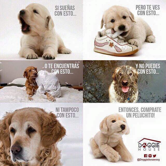 ApareomOM's tweet photo. Los animales son para toda la vida,  piensa bien, elige bien y se responsable. http://t.co/MjOgryUcKC