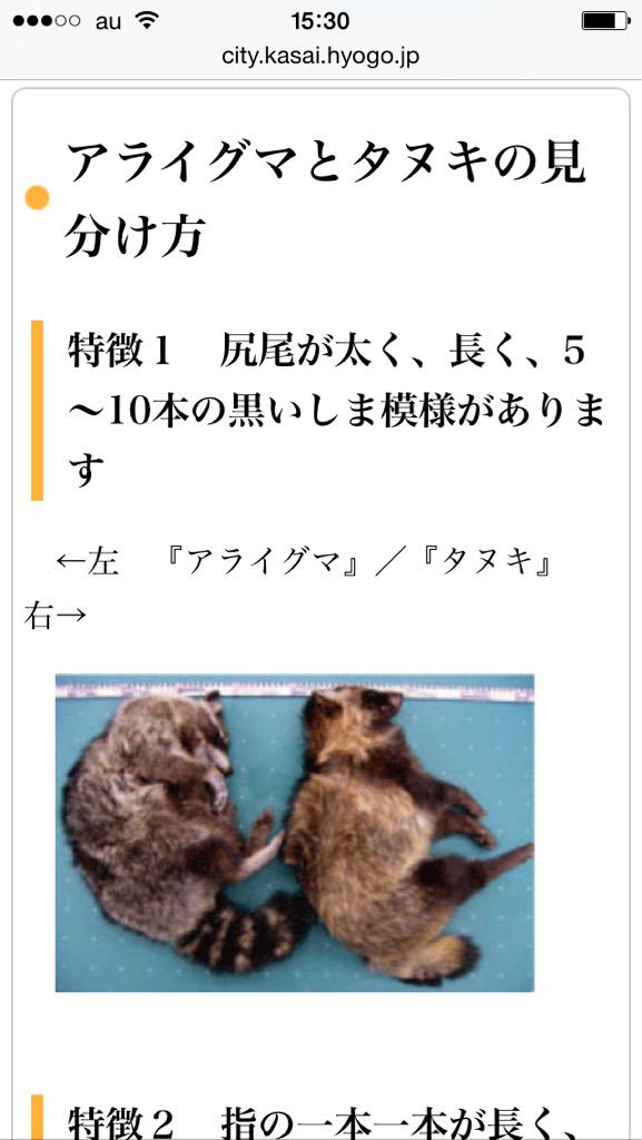 Oimo ここたま En Twitter 狸の尻尾は縞模様じゃねーから 縞模様なのはアライグマだから 結論マミゾウさんは狸じゃ無くてアライグマなのだ Http T Co Wrilpey24q Oimo ここたま En Twitter 狸の尻尾は縞模様じゃねーから 縞模様なのはアライグマだから 結論マミゾウさんは狸じゃ無くてアライグマなのだ Http T Co Wrilpey24q