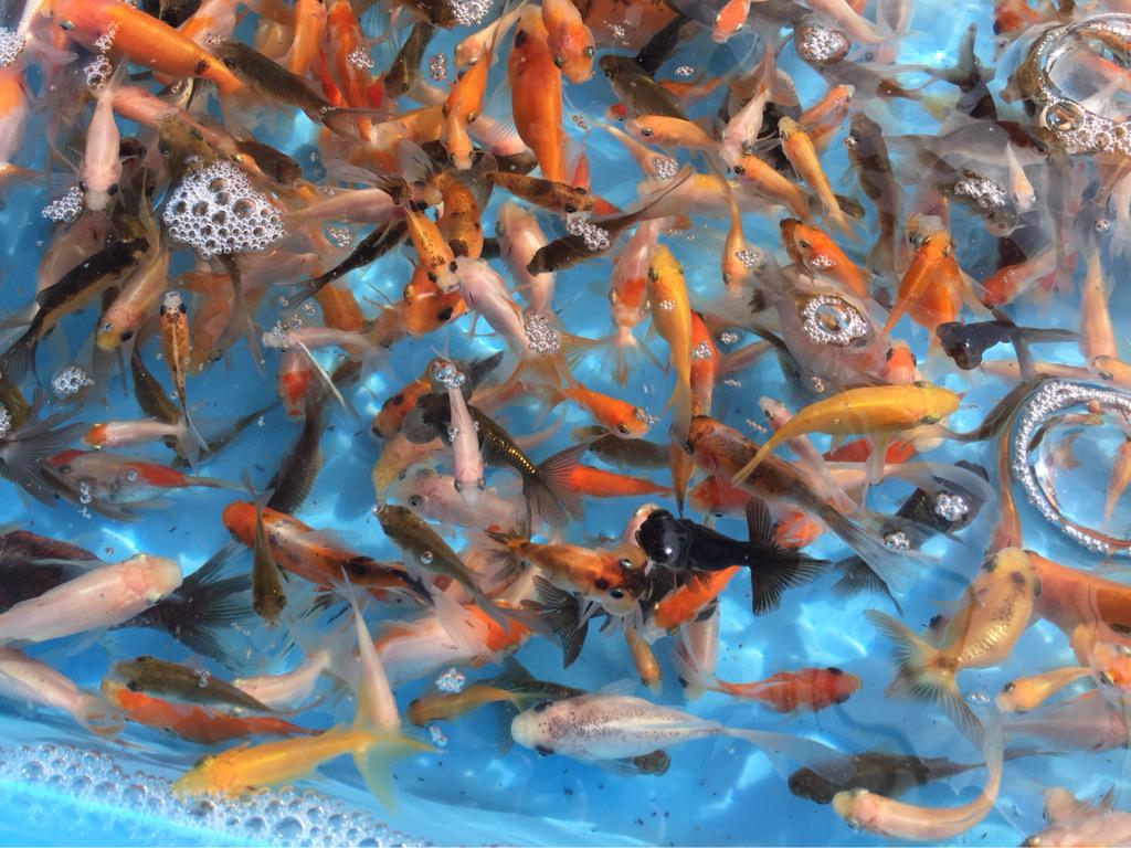 公式 アクアマリンふくしま 午後四時から金魚すくい開催します アクアマリンふくしまならではの超豪華金魚すくいです Http T Co Waoixgd80l Twitter