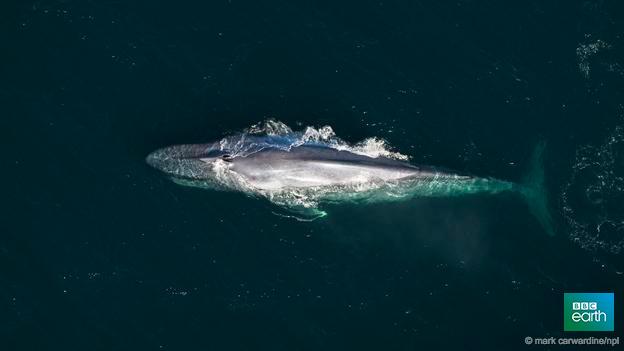 BBCEarth's tweet photo. The world’s most famous whales http://t.co/vh4iygkRkN http://t.co/c9slnwAIJ6