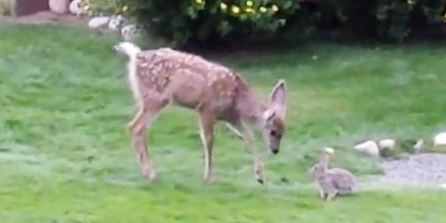 people's tweet photo. This pair of unlikely animal BFFs looks like it could be right out of a Disney movie http://t.co/YjPdYRVJZK http://t.co/ztwg8klrYF