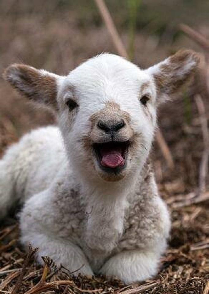 MichaelDAClarke's tweet photo. They have that #FridayFeeling http://t.co/dBpUjPze3H