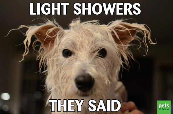 PetsatHome's tweet image. Another beautiful British Summer Day! ⚡☔ Welcome to #BritishWeather! #BritishWeatherProblems