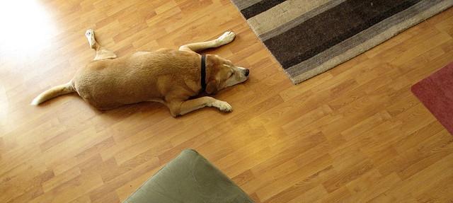 SJHWF's tweet photo. Traction on hardwood flooring can be challenging for #dogs. Here's how you can help http://t.co/Ovhtb7QQ0S #doghealth http://t.co/SoFWiDtEzu