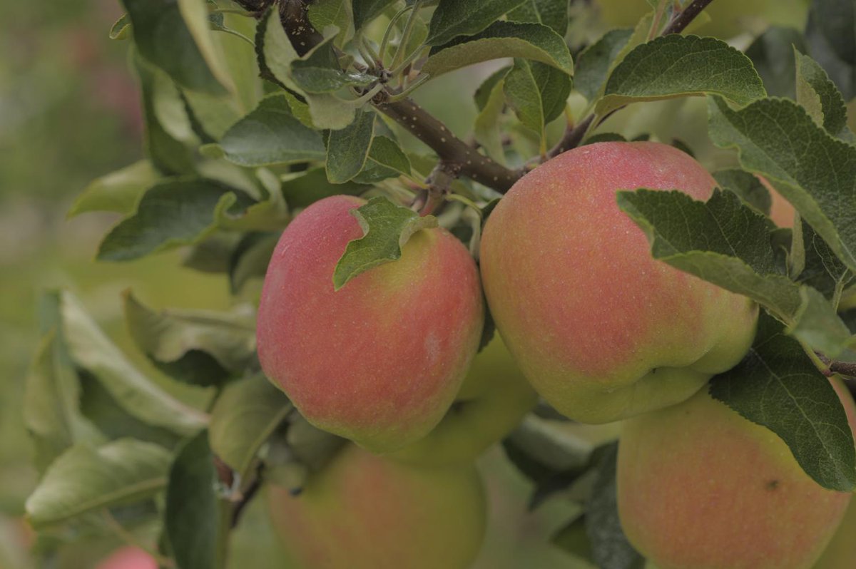 Because even apple trees need a haircut: ow.ly/QU9HU #FarmFactFriday #LoveONTFood <a href="/ontarioapples/">Ontario Apples</a> #ontag
