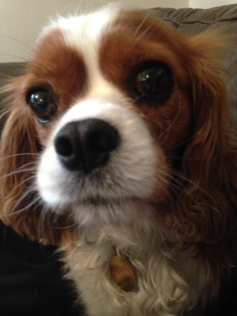 BuffyThe_Dog's tweet image. Love or love not, there is no like. #JediMaster #oflove