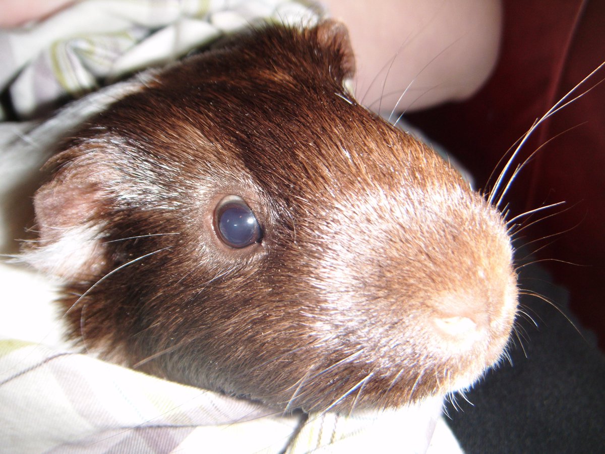 williamsgwynfa's tweet photo. @AldiUK #pawsomepics Bertie's first selfie :D http://t.co/K99ok2ej7R